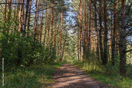 Path in the forest. Central Russia. Summer.  Pine trees. Play of light and shadow