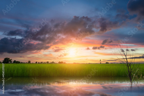Green rice fields and sunrise © U2M Brand