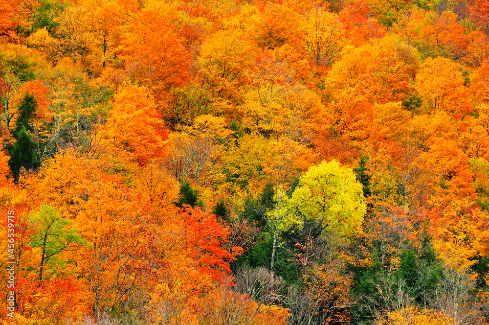 Beautiful fall orange trees on vermont mountainside