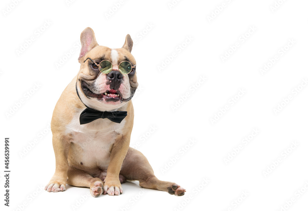 cute french bulldog wear glasses with black bow tie sit isolated on white background, pet