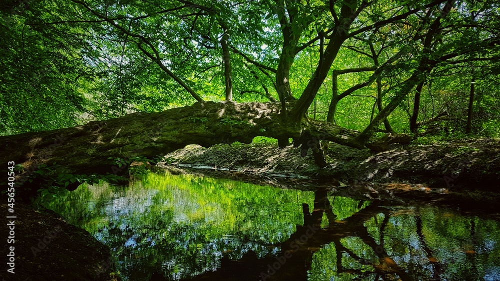 natural bridge in the forest natural bridge in the forest