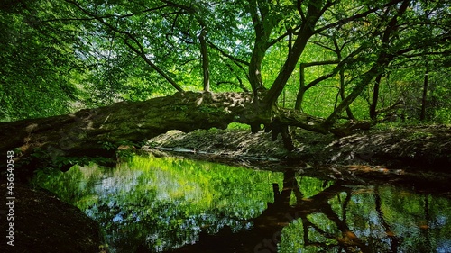 Fototapeta Naklejka Na Ścianę i Meble -  natural bridge in the forest