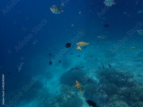 インドネシア カナワ島の珊瑚と魚