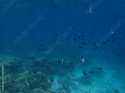 インドネシア　カナワ島の珊瑚と魚 © 旅祐