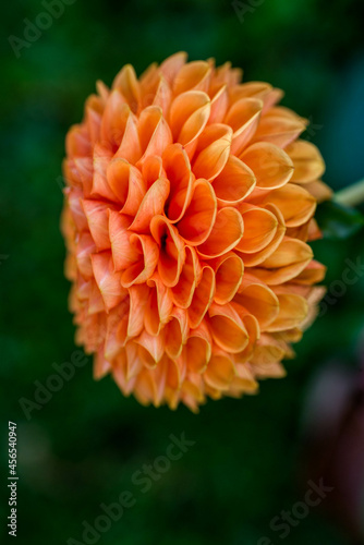 profil dalhia photo