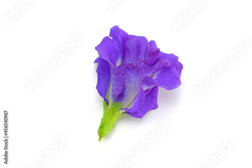 Clitoria ternatea L or Pea flower,  Butterfly Pea flowers isolate on white are Blue to purple. It is an herb that contains anthocyanin that helps nourish hair roots, dissolve blood clots.