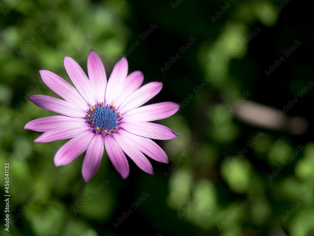 Obraz premium Flower