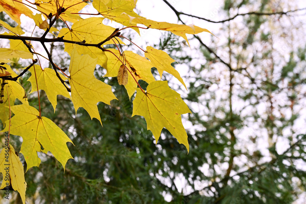 Yellow autumn maple leaves on a background of green spruce. Beautiful natural background. Autumn landscape Yellow autumn maple leaves on a background of green spruce. Beautiful natural background. Autumn landscape