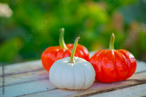 two orange pumpkins and one white stand on a wooden background