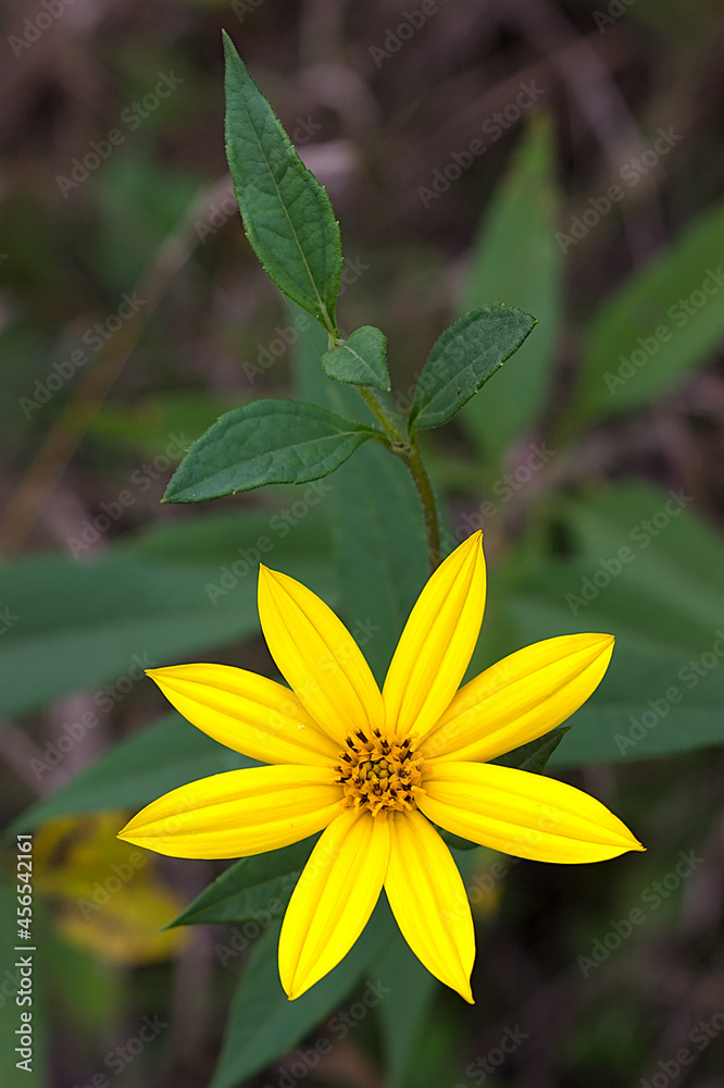 Obraz premium bright yellow topinambur flower in early fall