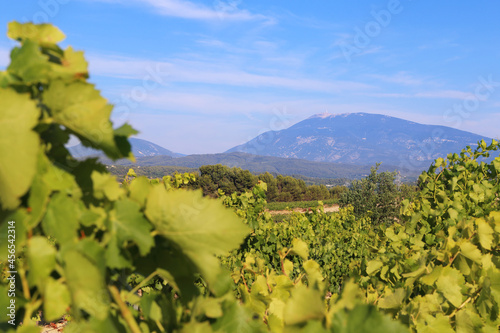  France. Provence. Summer vineyards, view of Mont Ventoux photo