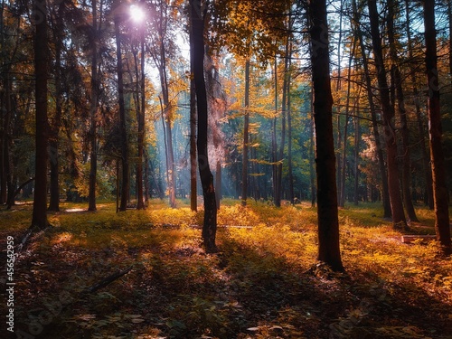 Sunny morning in the autumn forest. Yellow leaves on the trees in the woods. The sun's rays shine through the branches of the trees.