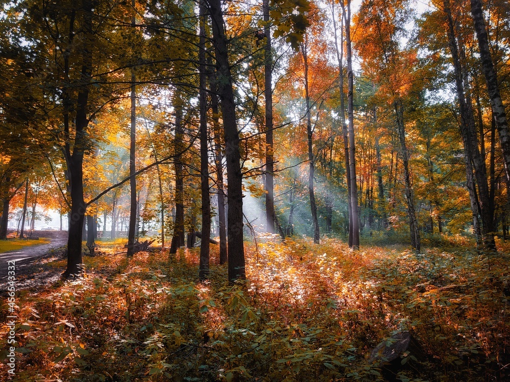 Fototapeta premium Sunny morning in the autumn forest. Yellow leaves on the trees in the woods. The sun's rays shine through the branches of the trees.