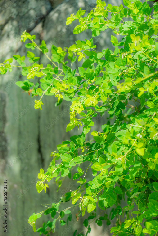 Fototapeta premium 円光寺