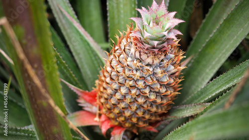 Ananas de polynesie francaise 