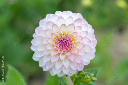 White dahlia blossom with pink center shortly after rain.