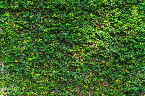 Abstract old dirty dark mossy plaster cement concrete wall texture and green vine leaves of green leaves or the Ivy tree that grows naturally background copy space text or design