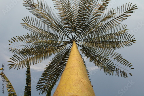 palm tree leaves