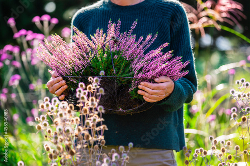 A woman holding a basket of heather plants. photo
