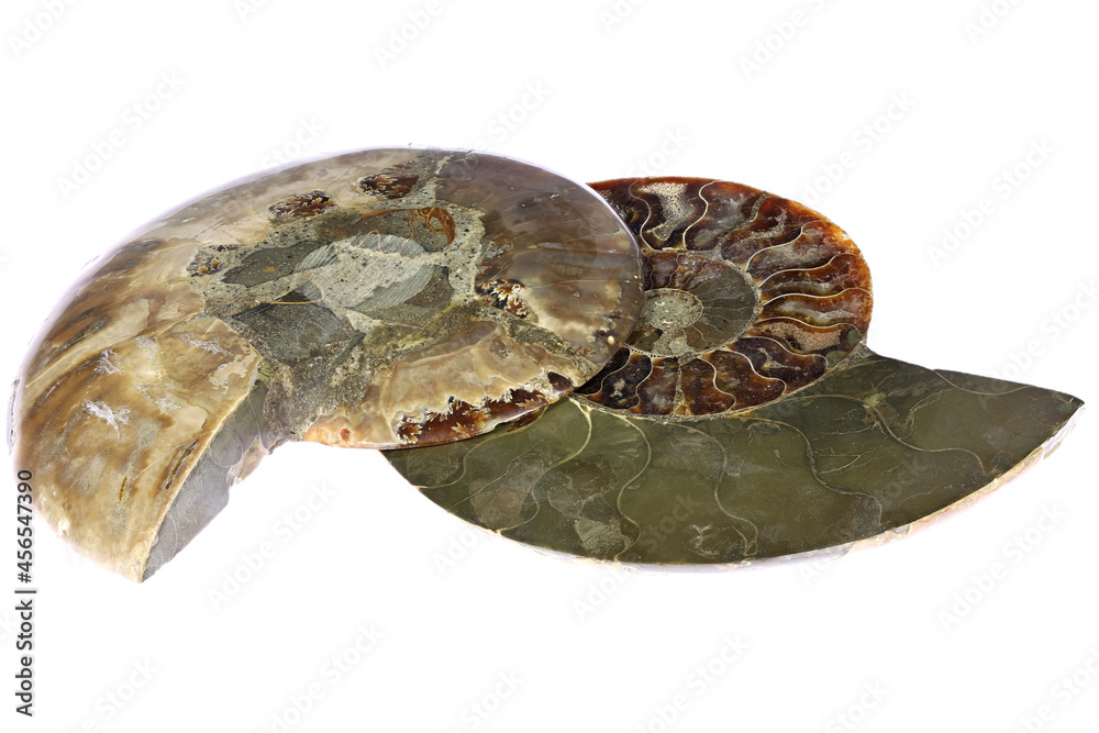 half cut ammonite from Madagascar isolated on white background