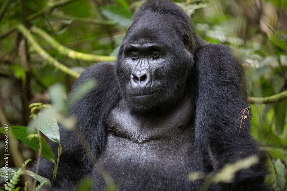 Obraz premium Adult mountain gorilla in it natural african habitat