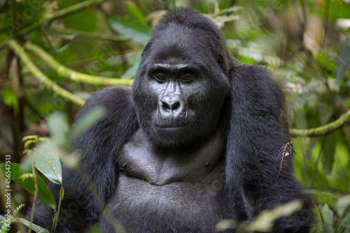 Adult mountain gorilla in it natural african habitat © Pedro Bigeriego