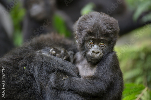 Free ranging baby mountain gorilla with mother
