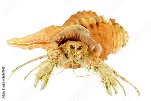 hermit crab (dardanus sp.) in pear triton (Cymatium pyrum) from Philippines isolated on white background