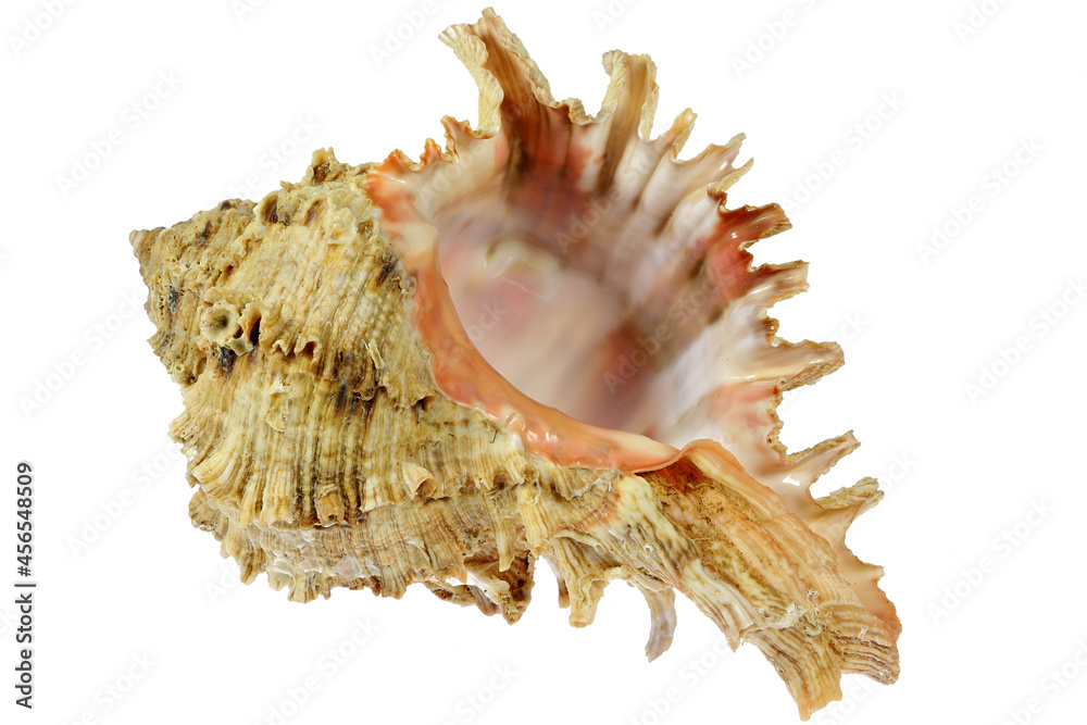 sea snail (Hexaplex duplex) from Dakar, Senegal isolated on white background sea snail (Hexaplex duplex) from Dakar, Senegal isolated on white background