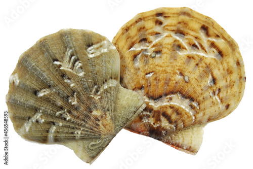 saltwater clam  Flexopecten glaber  from Taranto  Italy isolated on white background