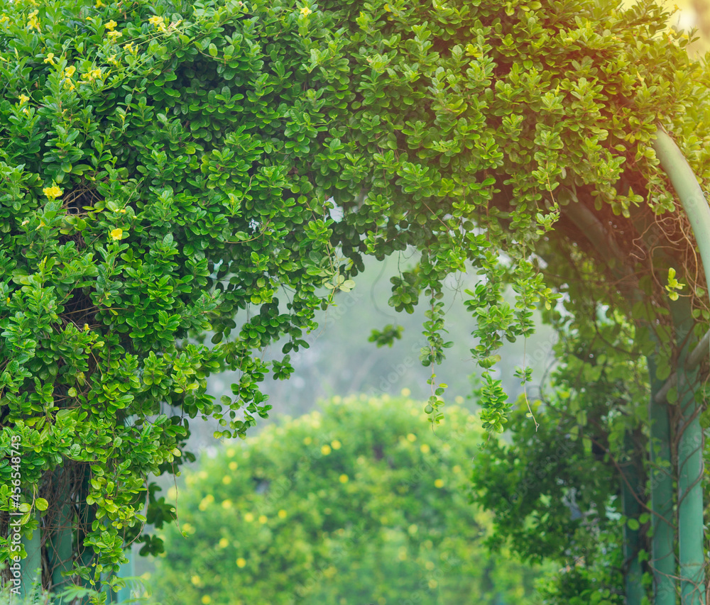 Fototapeta premium trees in the park