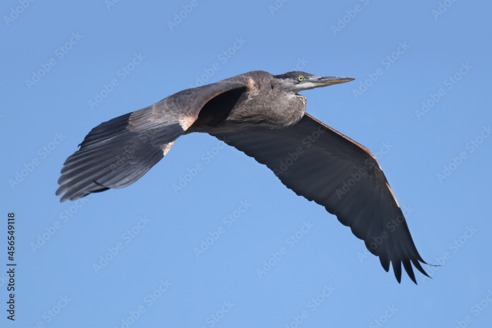 Fototapeta premium Great Blue Heron flying over marsh in early fall