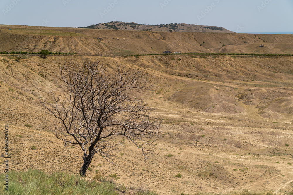 The Republic of Crimea. The city of Sudak. July 16, 2021. A lonely dry tree on the edge of a natural ravine.