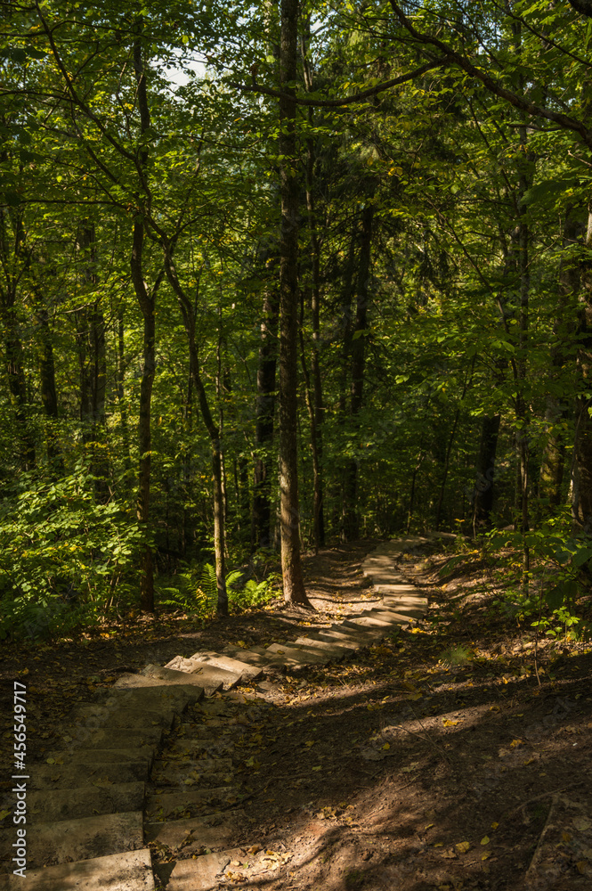 Naklejka premium Wooden stairs for walk in forest. Gauja National park near Sigulda in Latvia. Beautiful nature.