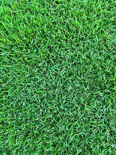 green grass background and texture