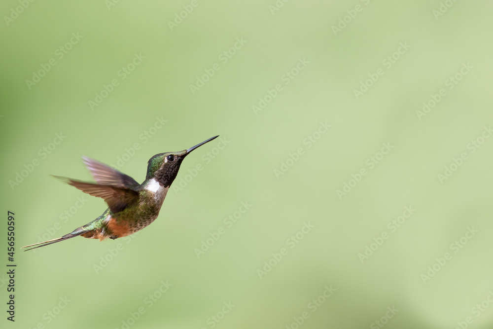 Fototapeta premium Selective focus of a flying hummingbird against a green blurry background