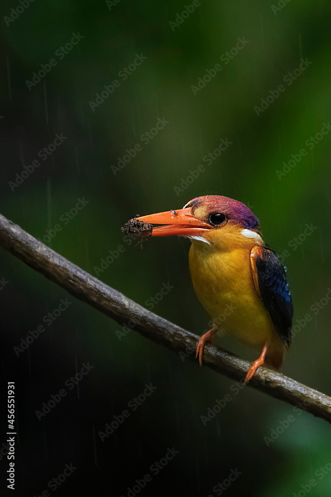 Fototapeta premium this is my wildlife images that shoot in bigwan pune