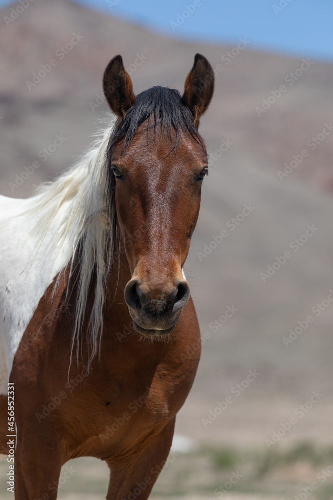 Beautiful Wild Horse in Sring in teh Utah Desert Beautiful Wild Horse in Sring in teh Utah Desert