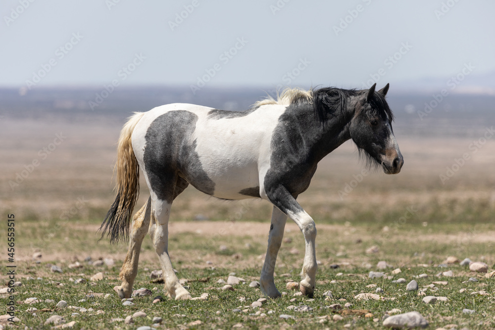 Beautiful Wild Horse in Sring in teh Utah Desert Beautiful Wild Horse in Sring in teh Utah Desert