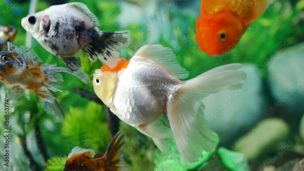It looks very beautiful, very beautiful fish swim in very clear water. The fish swim like dancing. It looks very beautiful, very beautiful fish swim in very clear water. The fish swim like dancing.