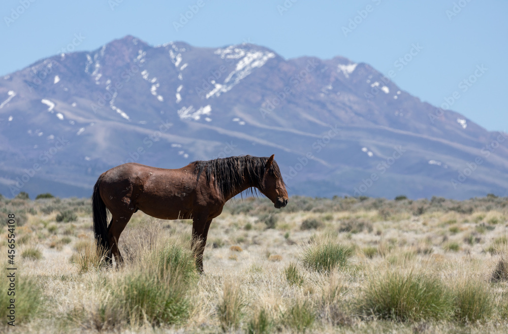 Beautiful Wild Horse in Sring in teh Utah Desert Beautiful Wild Horse in Sring in teh Utah Desert