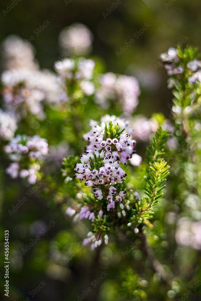 Bruyère en fleurs le long du sentier de randonnée des Fenestrettes à Saint-Guilhem-le-Désert (Occitanie, France) Bruyère en fleurs le long du sentier de randonnée des Fenestrettes à Saint-Guilhem-le-Désert (Occitanie, France)