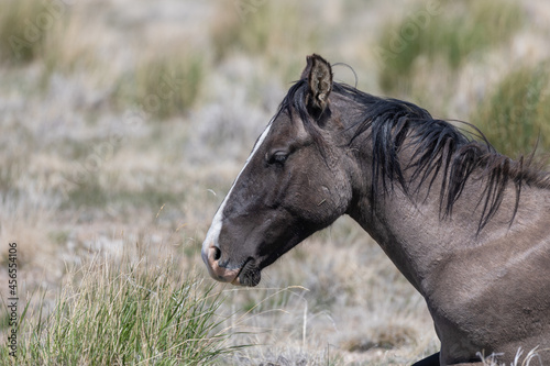 Beautiful Wild Horse in Sring in teh Utah Desert © natureguy