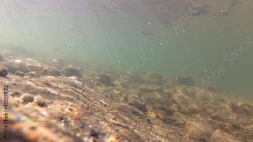 An underwater shot of a fish in a clean and clear river with a sandy bottom. Small fishes swim upstream. River fishes in their natural habitat photo