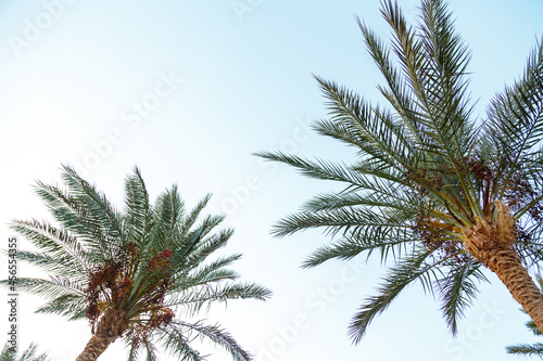 Date palm leaves on a background of blue sky © finist_4