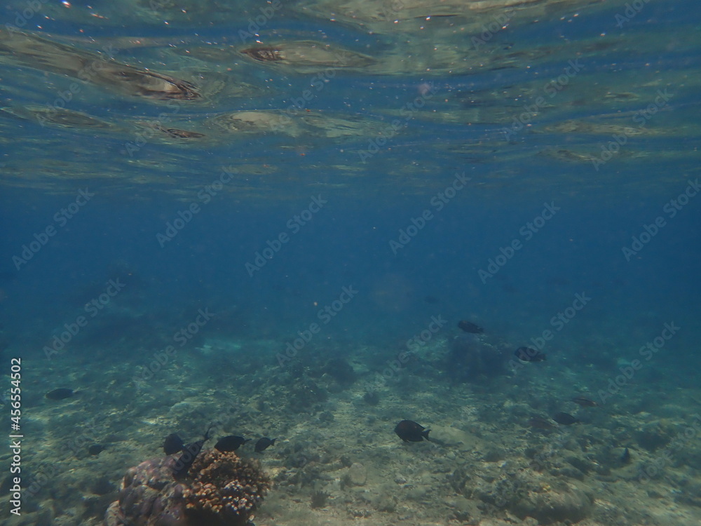 Fototapeta premium インドネシア ロンボク島 スンギギの魚