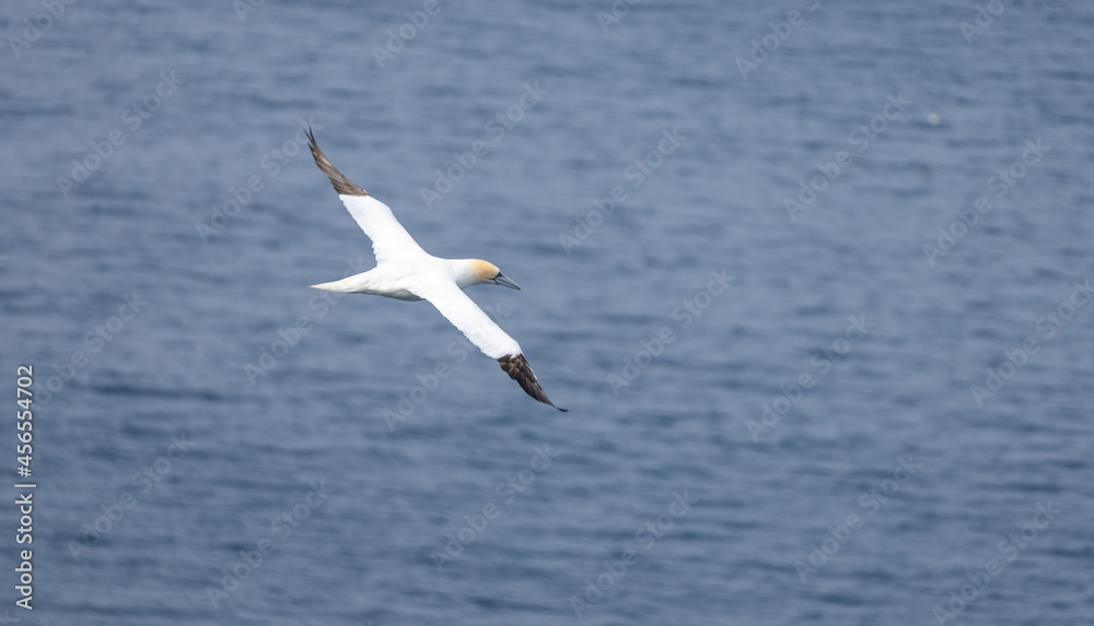 The beauty of a northern gannet (Morus bassanus) in flight over the waters of the North Sea between the Shetland and Faroe Islands. The beauty of a northern gannet (Morus bassanus) in flight over the waters of the North Sea between the Shetland and Faroe Islands.