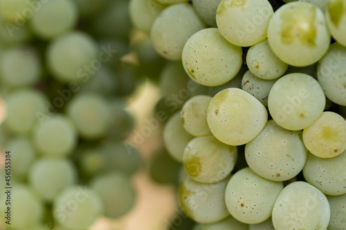 bunch of grapes, Rueda, Valladolid