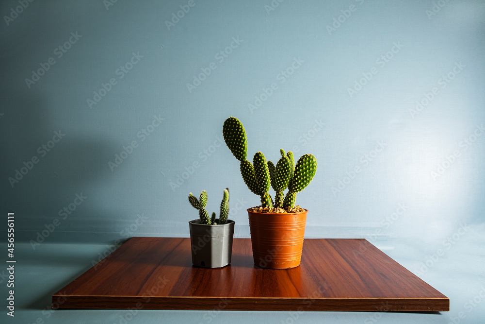 Small cactus in a vase set on plywood. and blue background