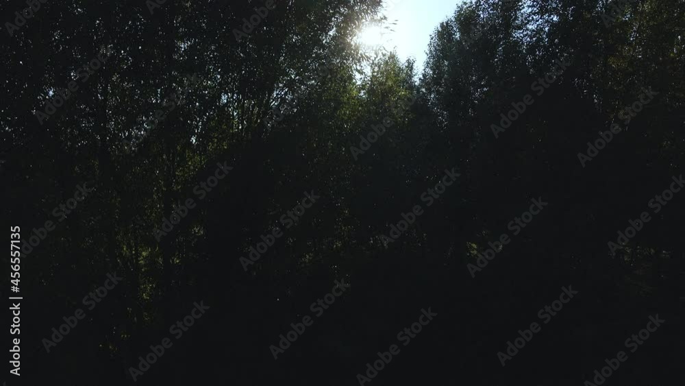 Backlit flight in the park among the trees. Aerial photography. Backlit flight in the park among the trees. Aerial photography.